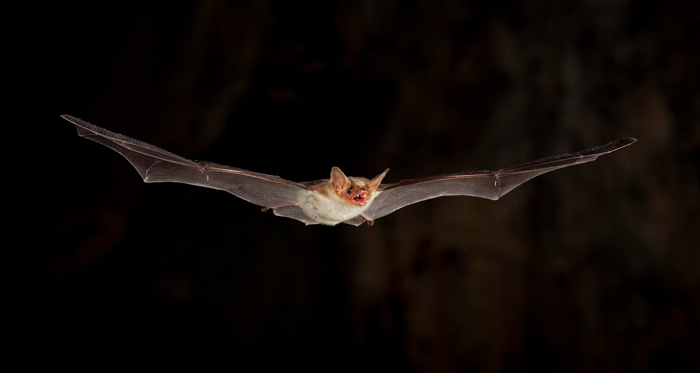 El murciélago ratonero patudo (M. capaccinii) es una especie en peligro de extinción