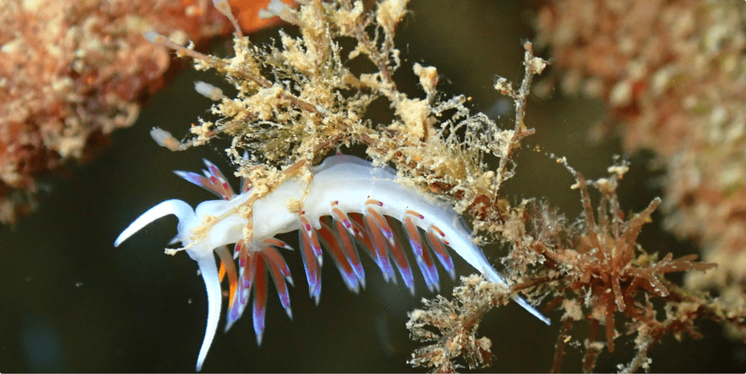 Sabadell BStartup Ocean Ecostructures